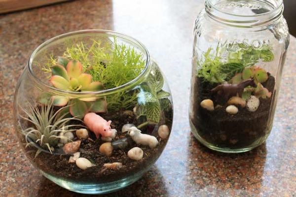 Image for event: Earth Day Terrariums
